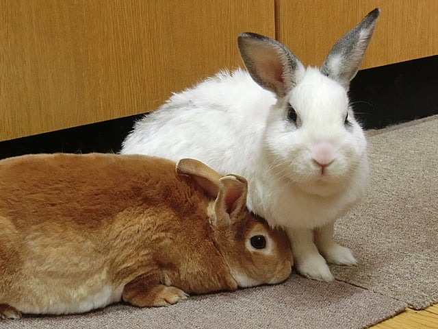 日々うさぎ 青森 義肢 義足 装具 義手 補装具 株式会社 青森日東義肢製作所